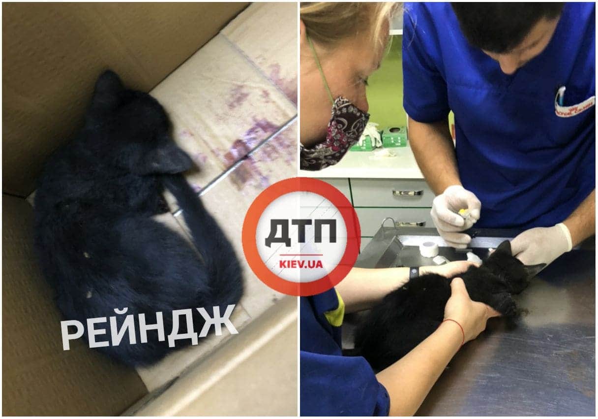 В Киеве в двигателе автомобиль Range Rover разорвало маленького котенка - ампутировали лапу: сбор средств на лечение