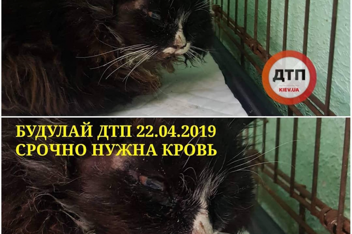 КИЕВ! СРОЧНО НУЖЕН ДОНОР КОТУ БУДУЛАЮ, Дтп. . ПОМОГИТЕ СПАСТИ ЖИЗНЬ!!! Нужны коты и кошки, Требования от 2х лет, 4-5 кг, здоров, привит. Закревского 51/2 Поможем с транспортом.
