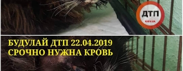 КИЕВ! СРОЧНО НУЖЕН ДОНОР КОТУ БУДУЛАЮ, Дтп. . ПОМОГИТЕ СПАСТИ ЖИЗНЬ!!! Нужны коты и кошки, Требования от 2х лет, 4-5 кг, здоров, привит. Закревского 51/2 Поможем с транспортом.