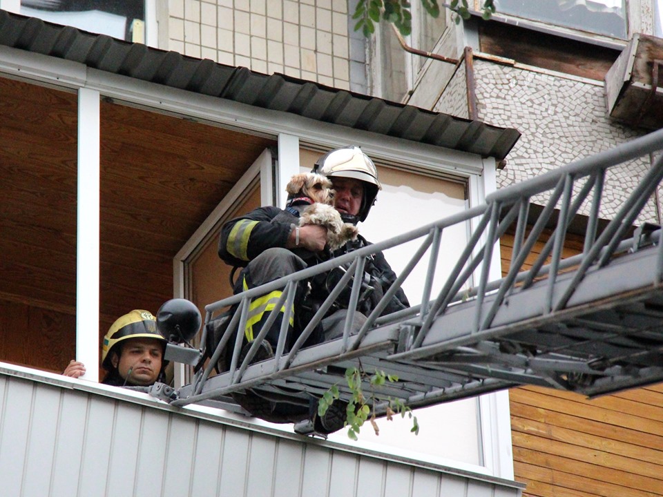 В Киеве на Оболони пожарные достали из задымленной квартиры собаку