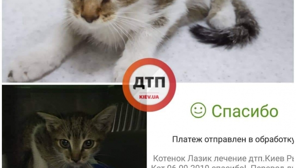 Котенок, который давно не ел. Видео. Кормим осторожно чтобы не сорвать желудок.