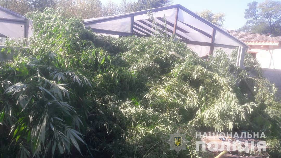 У Царичанському районі вилучили «марихуани» та коноплі на понад мільйон гривен
