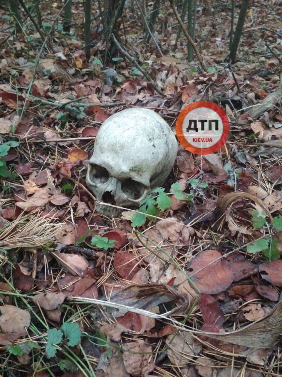 Жуткая находка: в Подольском районе столицы был найден человеческий череп