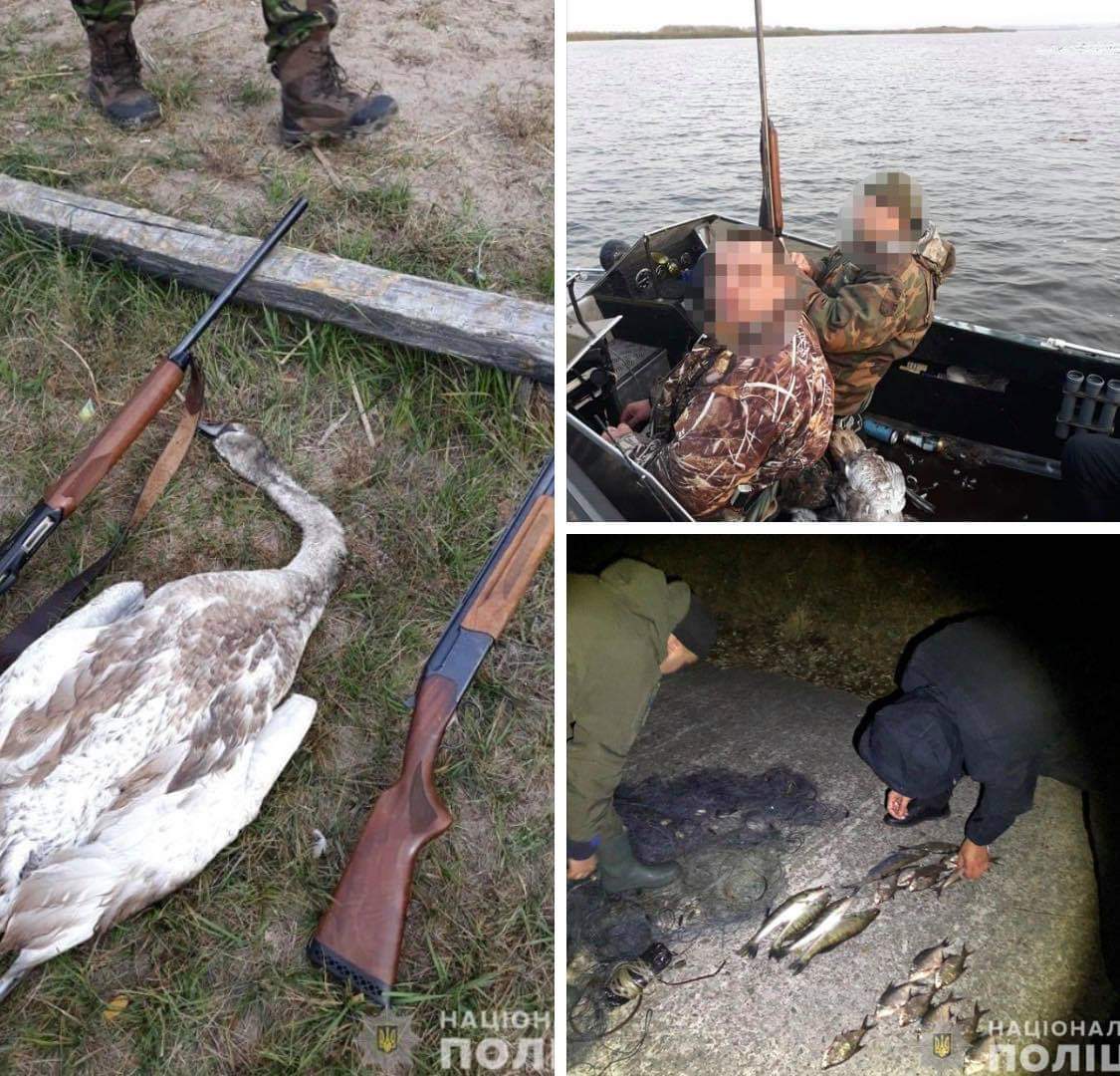 Застрелений лебідь на Канівському водосховищу: поліція Київщини затримала браконьєрів