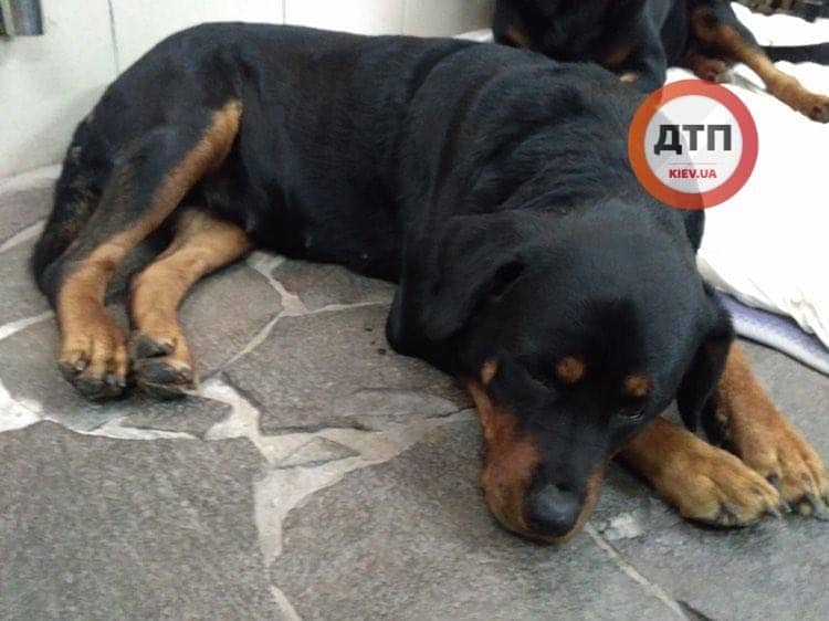 В Киеве спасают собаку, которую нашли на Виноградаре