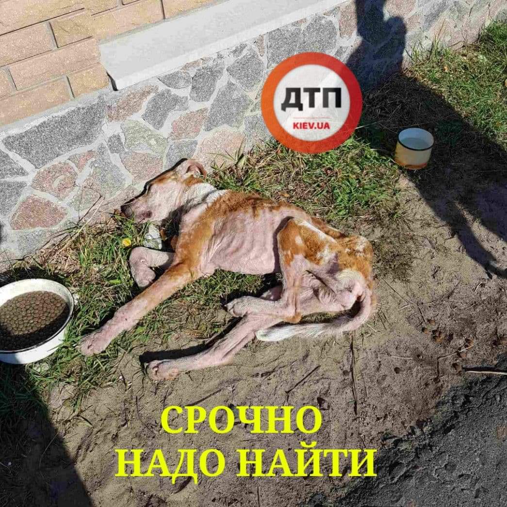 В Киеве разыскивают собаку с крайней степенью истощения - готовы спасать