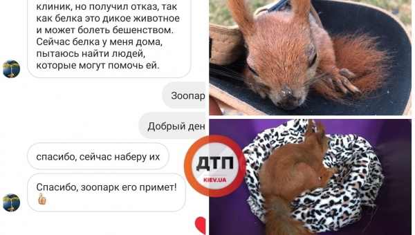 В Киеве спасают истощенного замерзающего бельчонка