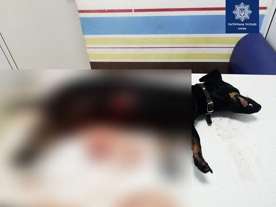 В Киеве мужчина зарезал собаку знакомого у него на глазах