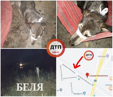 В Киеве спасают собаку по кличке Беля, которую сбил поезд: сбор средств