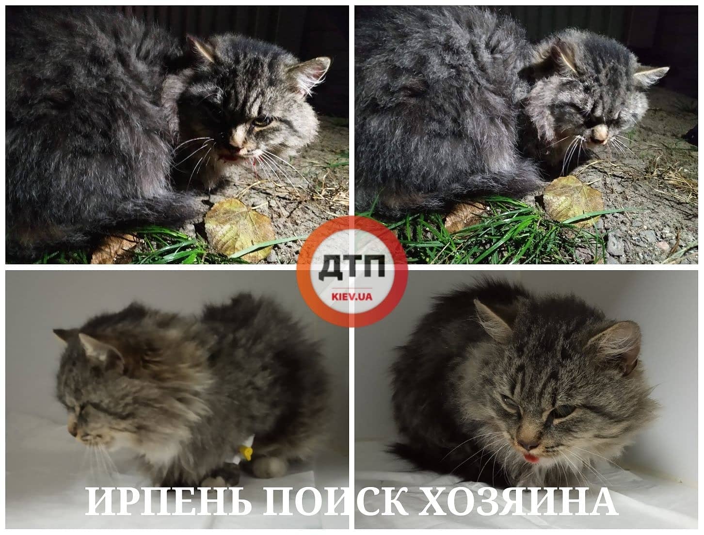 Под Киев автомобиль сбил кошку: сбор средств на лечение