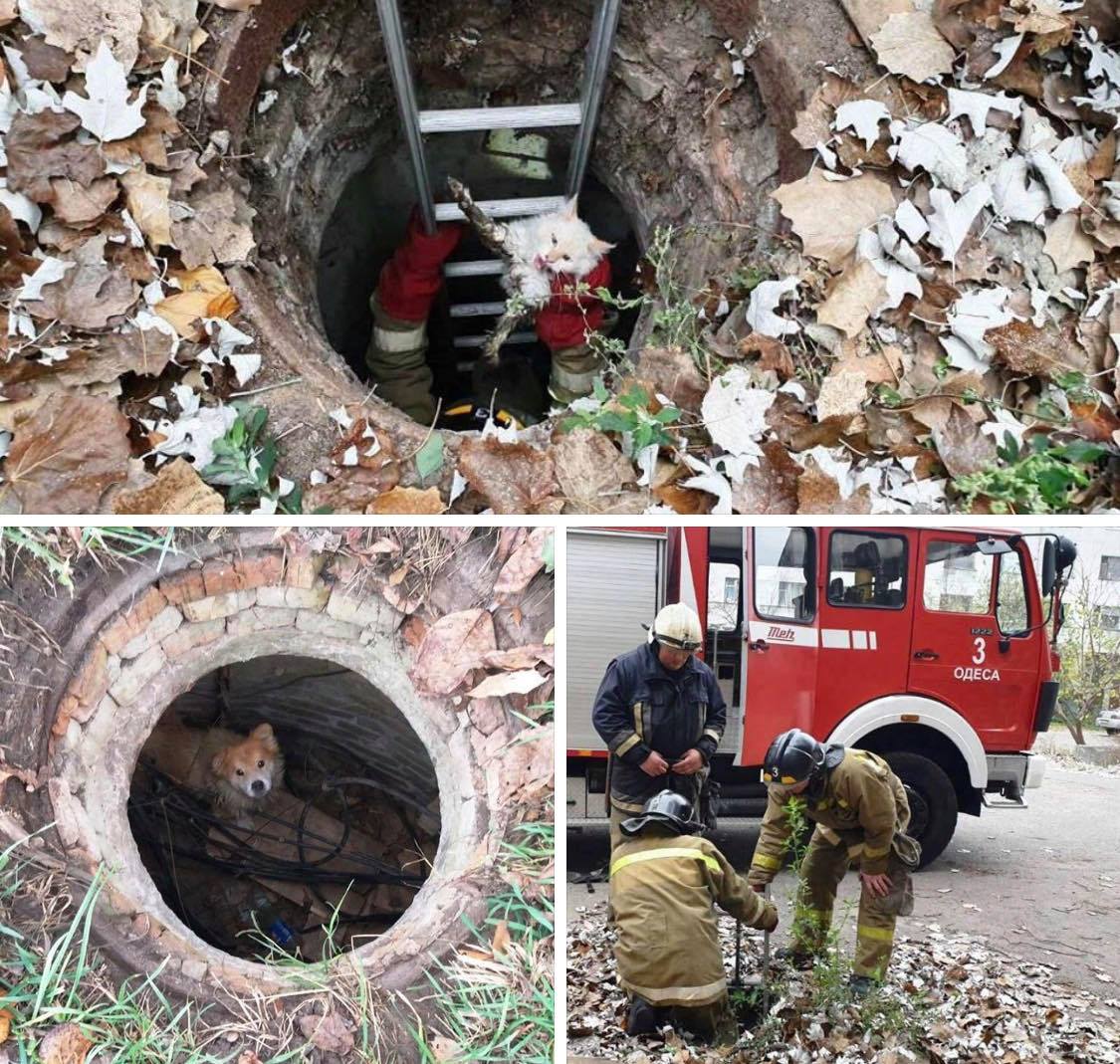 В Одесі рятувальники визволили собаку із каналізаційного люку