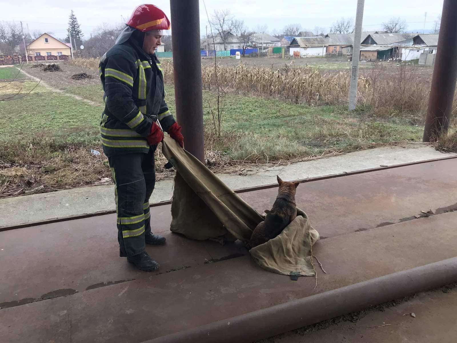 Бійці ДСНС Кіровоградської області витягнули з ями собаку