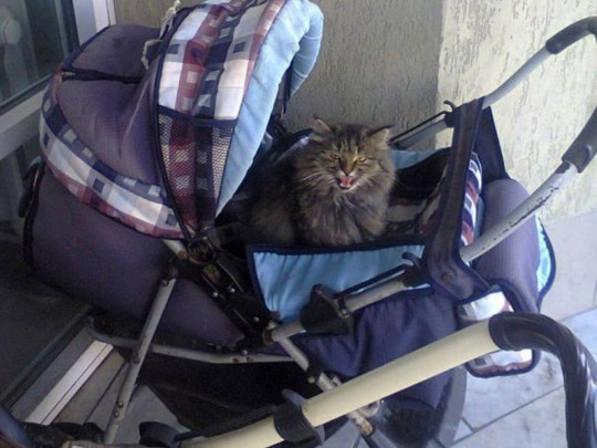 На Вінниччині кіт задушив 9-місячну дитину, яка спала у візочку