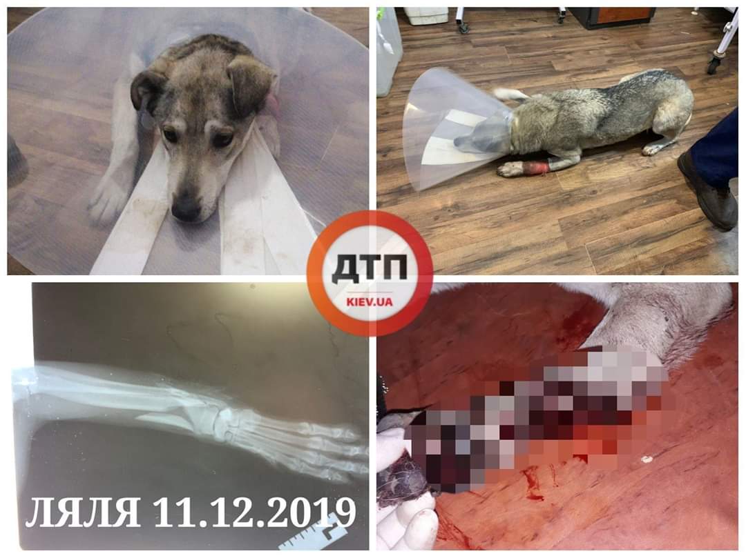 В Киеве на бульваре Перова автомобиль сбил собаку: сбор средств на лечение