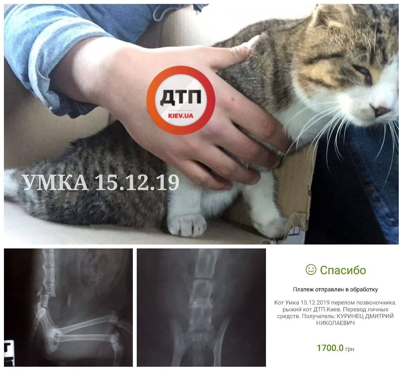 В Киеве спасают кота по кличке Умка: сбор средств на лечение