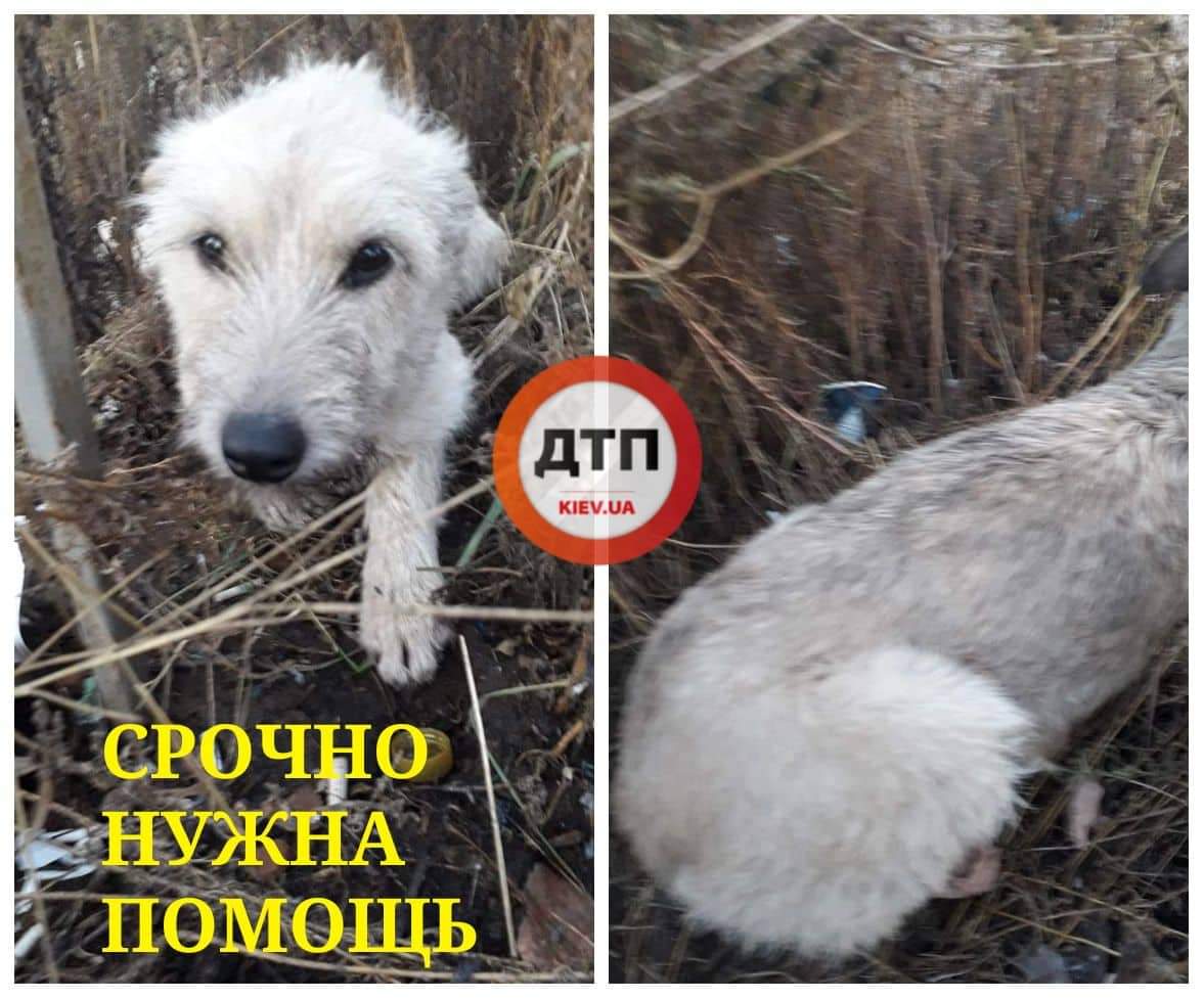 В Киеве нужна помощь сбитой собаке с открытым переломом