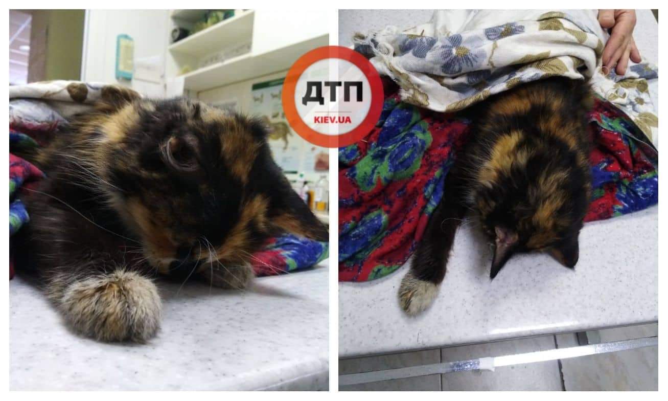 Отравленный в Киеве кот доставлен в клинику