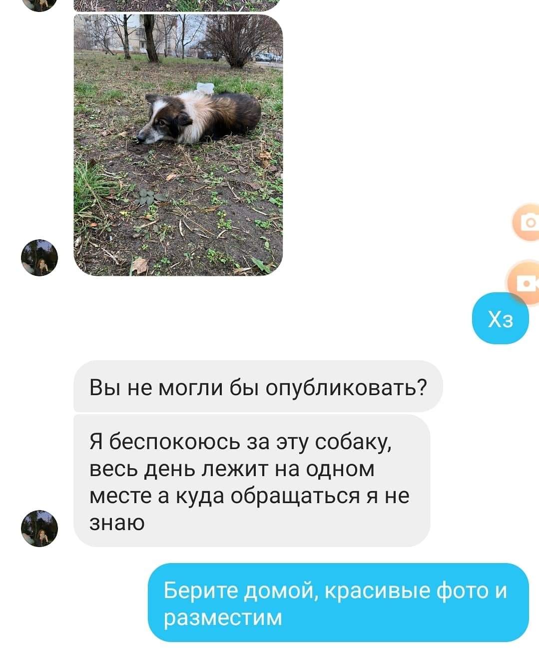 Алгоритм помощи бездомным животным - команда dtp.kiev.ua