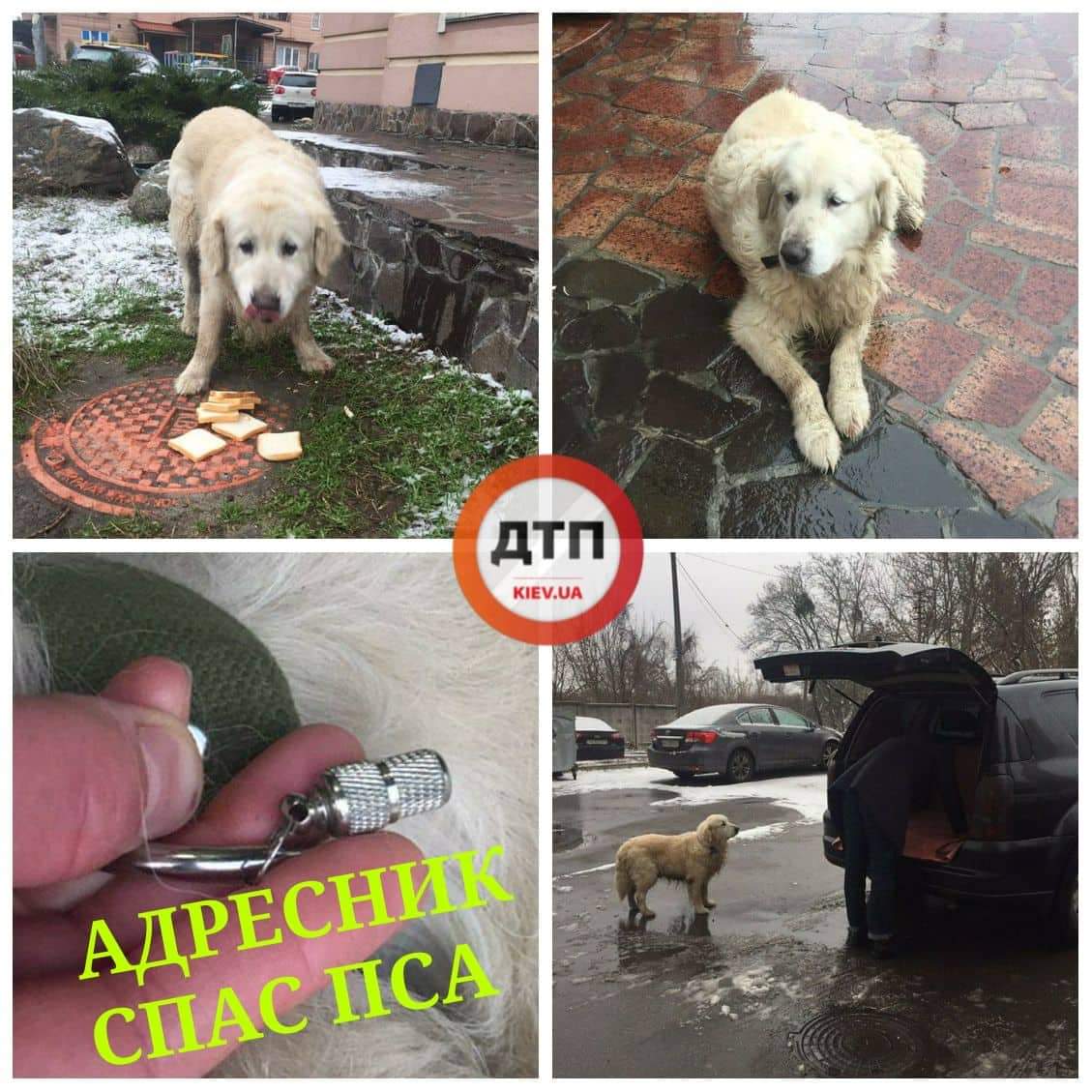 Сегодня в Киеве наши читатели нашли потерявшегося пса-девулю