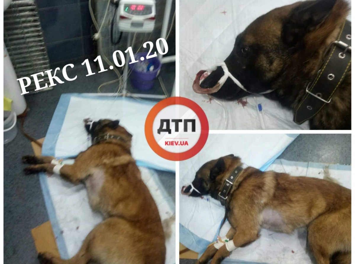 Собака по кличке Рекс, которую сбил автомобиль в Хотяновке жива: хирург прибыл в клинику, операция ночью