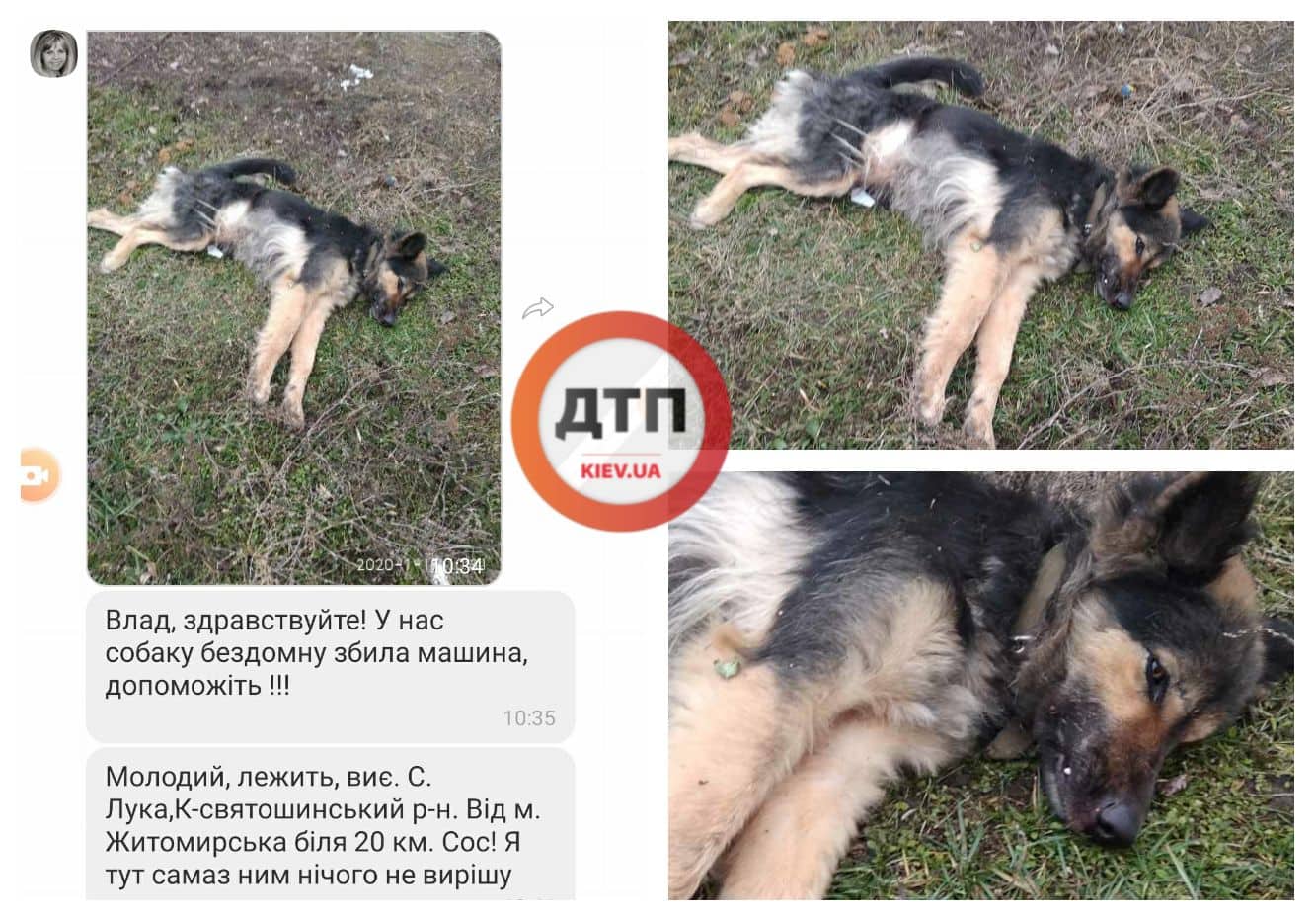 Под Киевом по Житомирской трассе сбит молодой пес: срочно нужна помощь