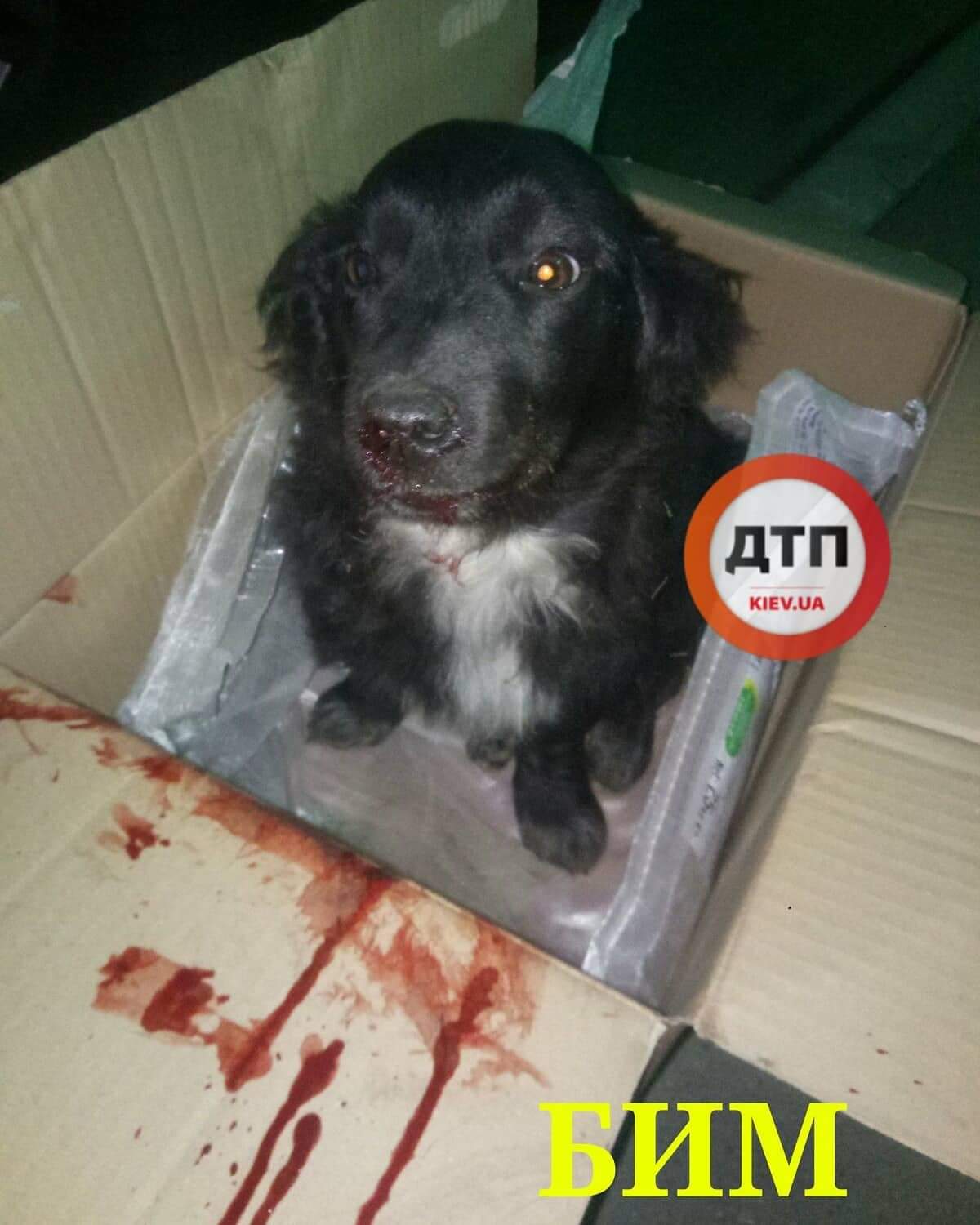 Под Киевом в Вышгороде сбили собаку: тяжёлая травма позвоночника и грудной клетки. Сбор средств