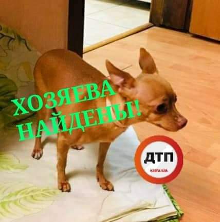 Благодаря читателям ДТП.Киев в течение 30 минут были найдены хозяева потерявшейся собачки