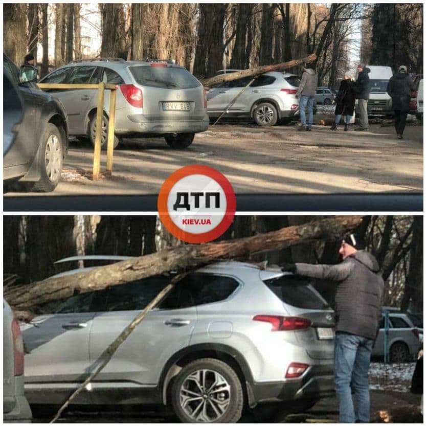 В Киеве на улице Семьи Сосниных дерево упало на автомобиль