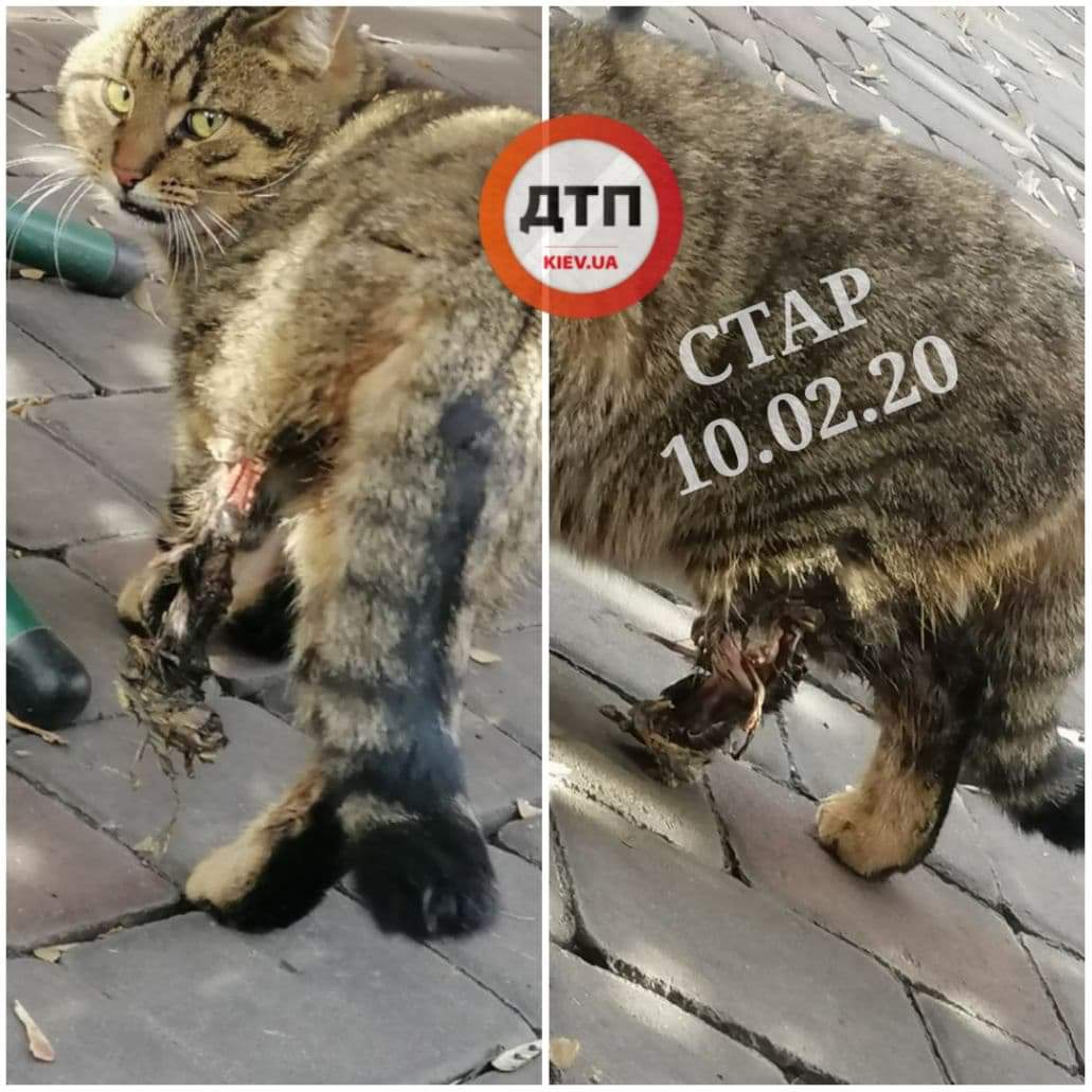 В Киеве срочно нужна помощь коту, которому на рельсах оторвало лапу