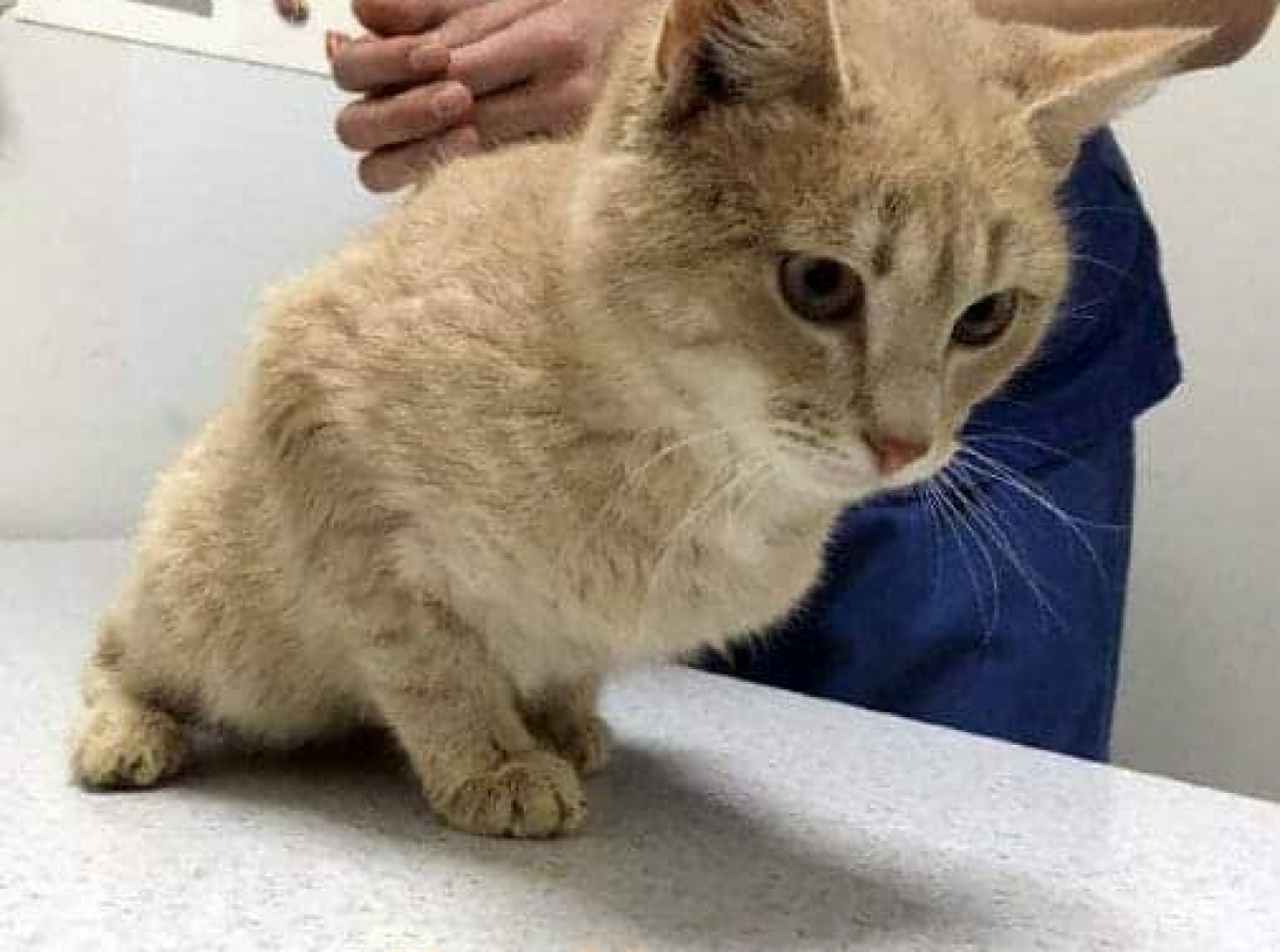 Очень ищем дом коту по кличке Малыш