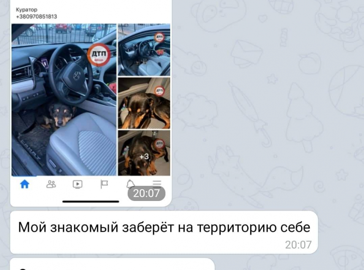 Бродячую собачку, которая запрыгнула автомобиль нашей читательницы после угощения, заберут домой