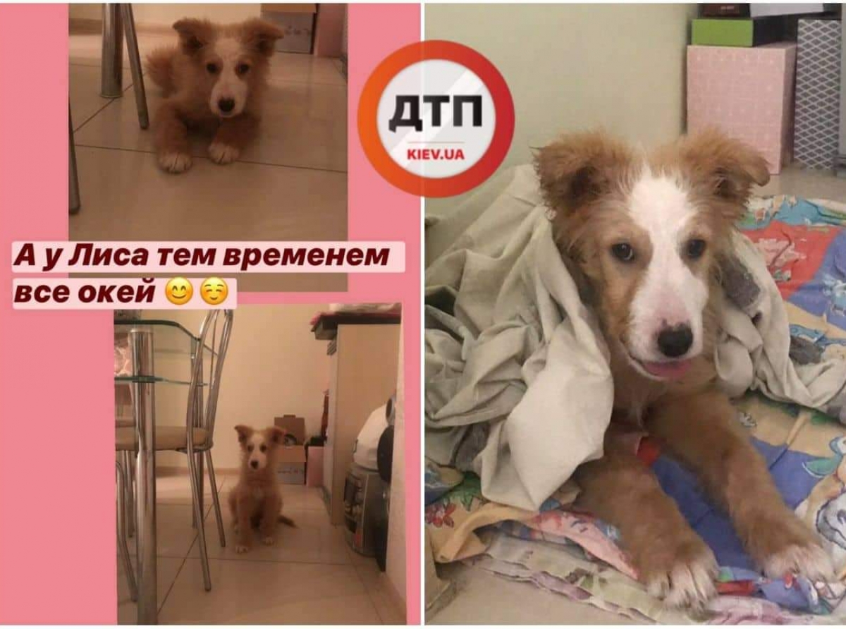 Всем привет от Лиса: здоров, дома в тепле и сыт