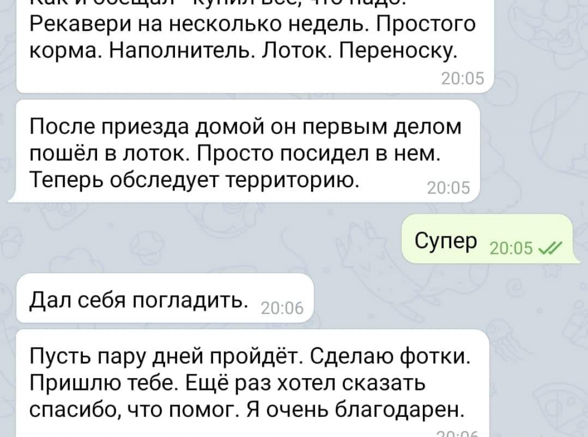 Кот Рыж обрёл новый дом