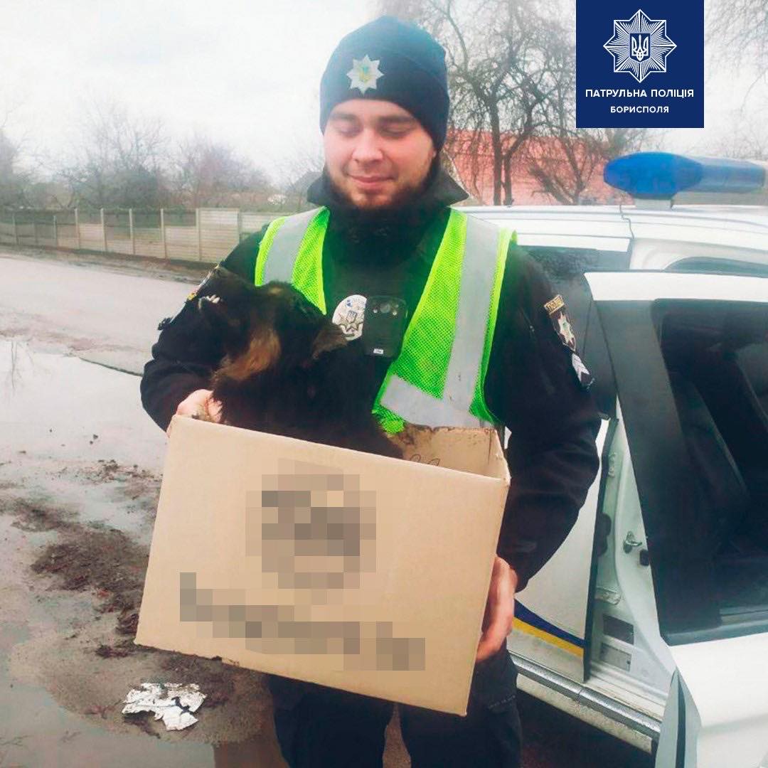 У Борисполі небайдужа громадянка та патрульні врятували чотирилапого