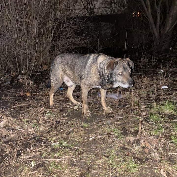 В Киеве разыскивают старого слепого собаку