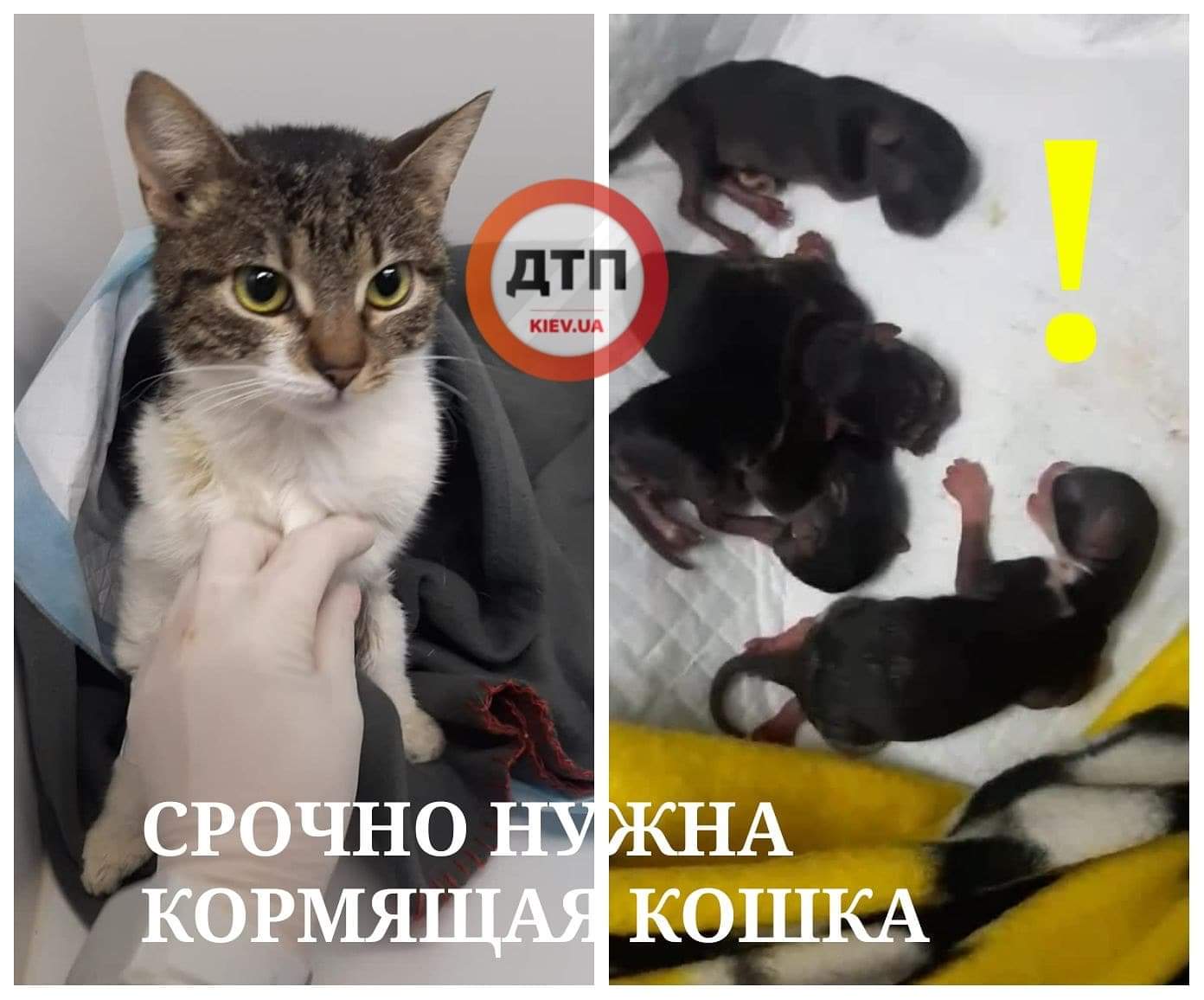 В Киеве срочно ищут кормящую кошку для маленьких котят: у мамы перелом позвоночника, нет молока