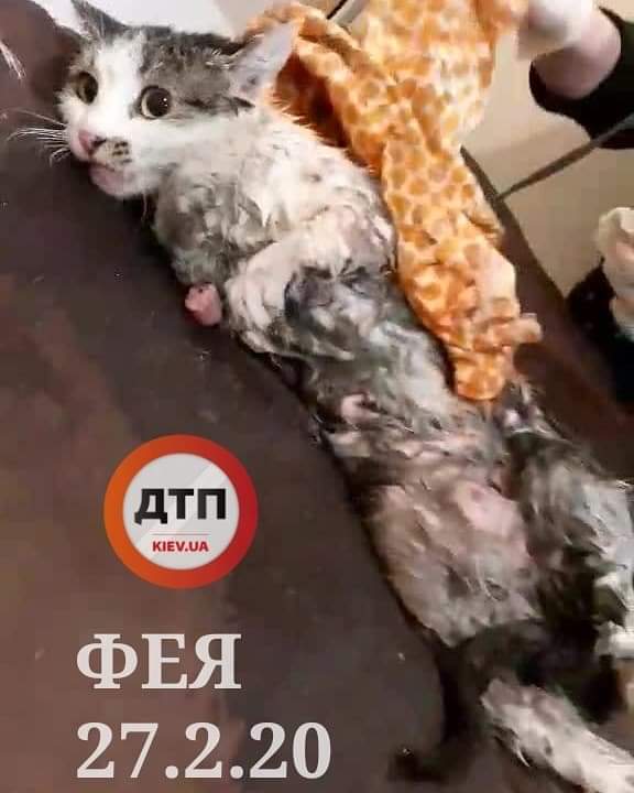 Спасаем кошку по кличке Фея, которую ночью в Киеве сбил и переехал автомобиль: сбор средств
