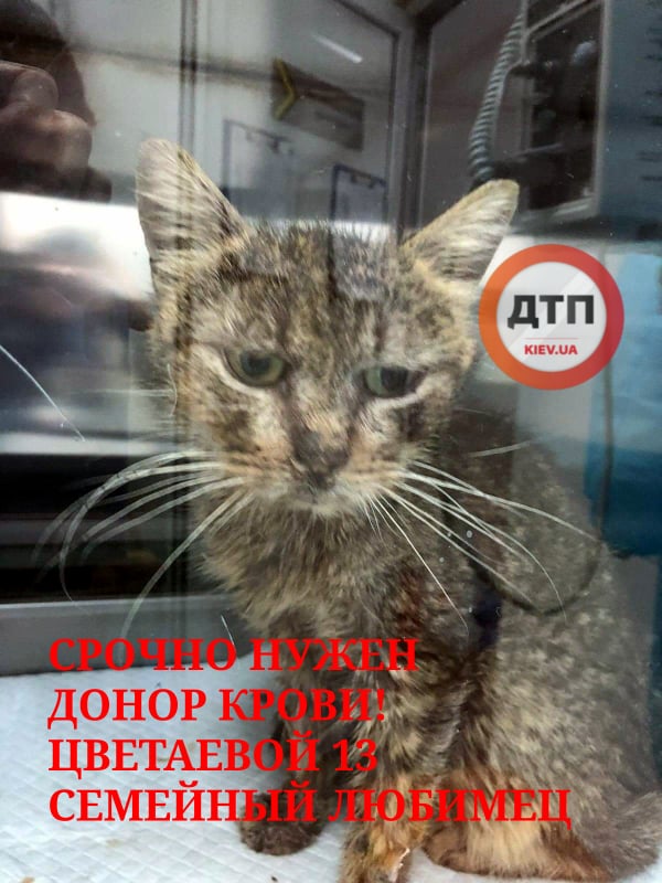 В киевской клинике "Семейный любимец" умирает кошка: срочной нужен донор крови