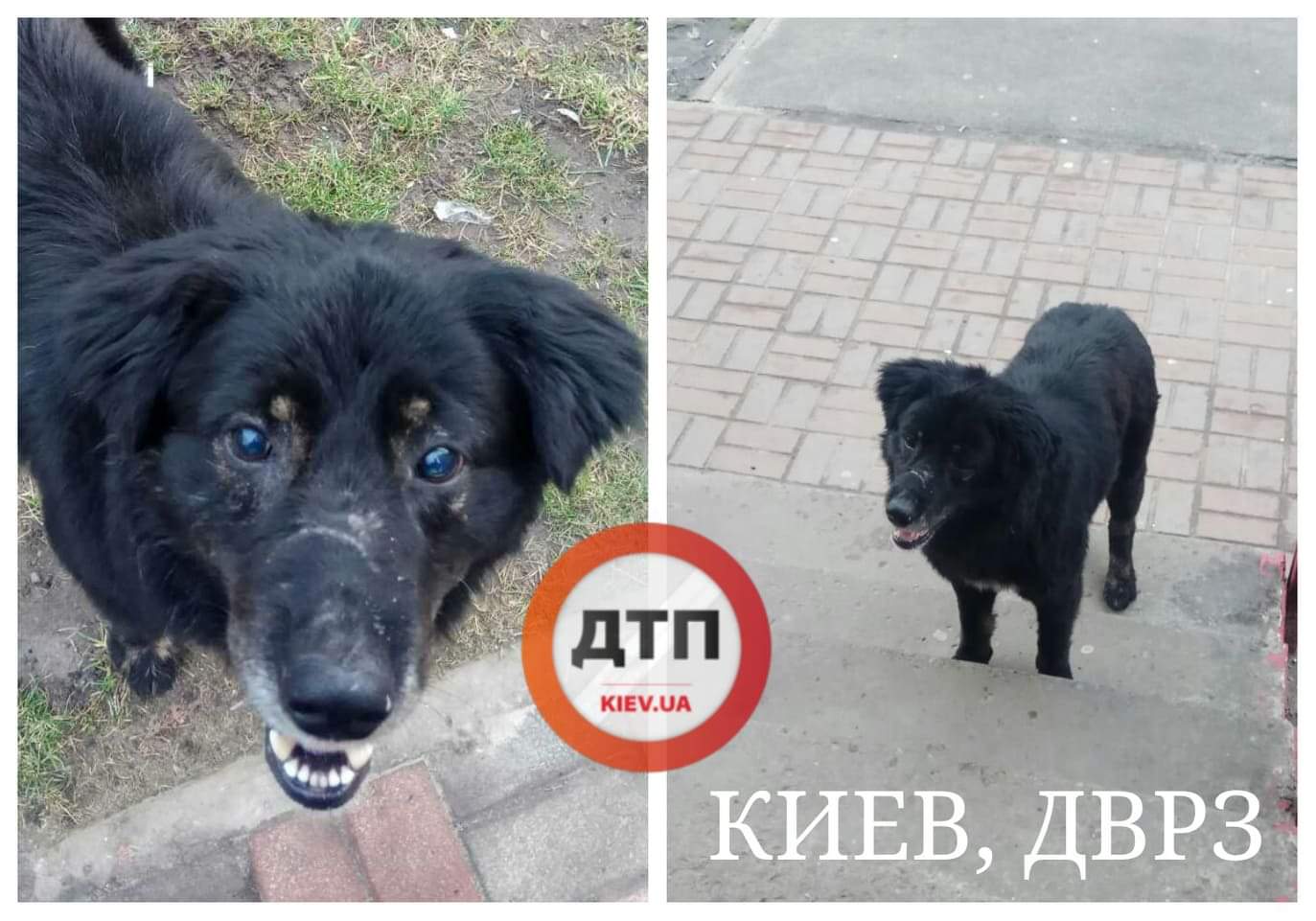 В Киеве на ДВРЗ слепой бездомный пес нуждается в помощи