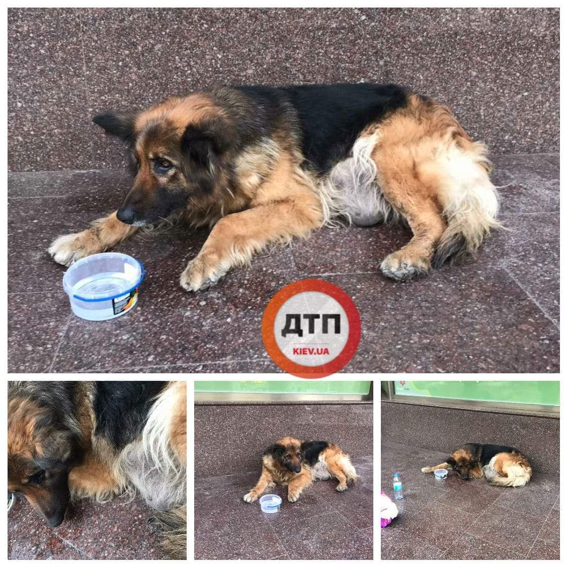 В Киеве на улице Артема выбросили старую больную собаку с большой опухолью