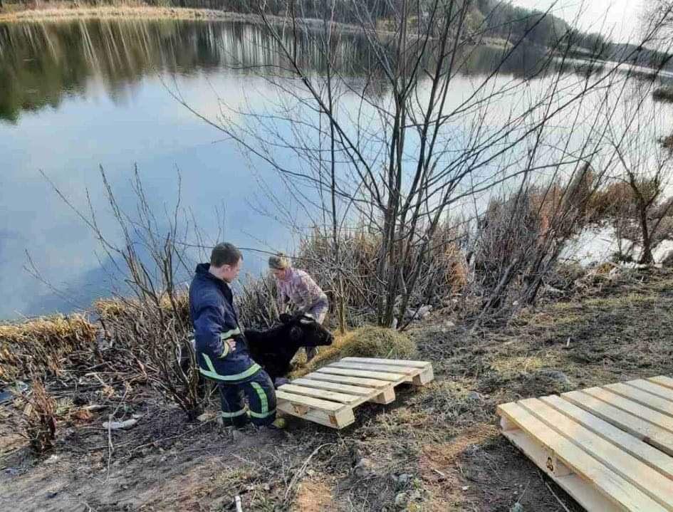 На Житомирщині рятувальники ДСНС врятували корову, яка ледь не втопилася в річці