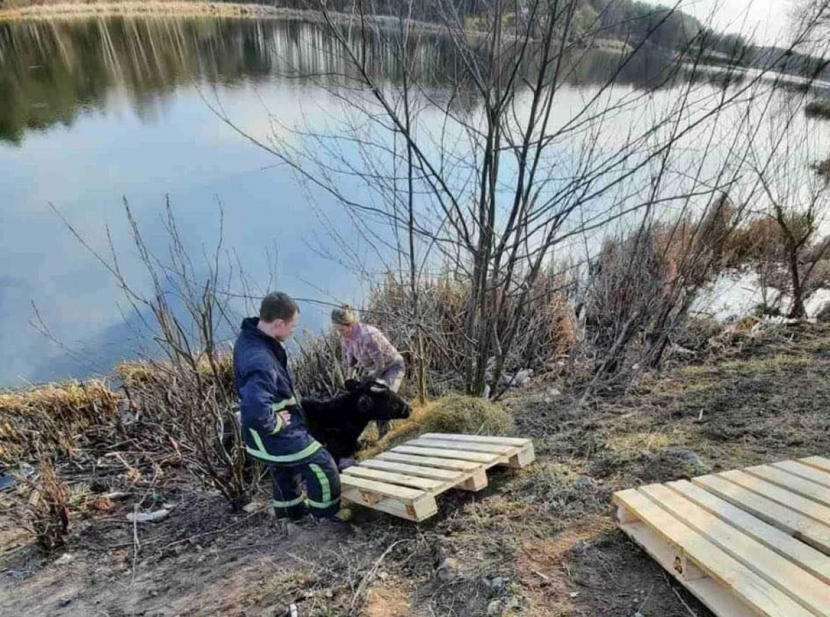На Житомирщині рятувальники ДСНС врятували корову, яка ледь не втопилася в річці