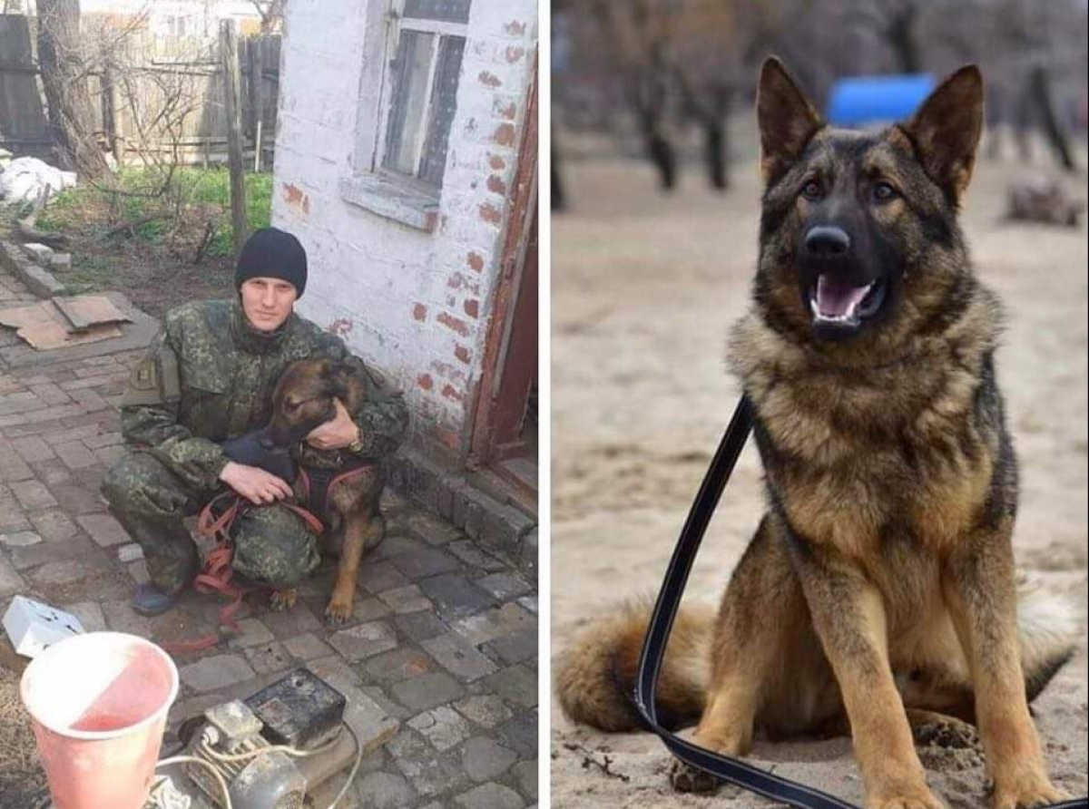 У Краматорську Службовий собака Кінг викрив крадія по гарячих слідах