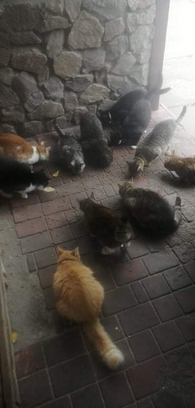 В Киеве во время пожара в кафе на Гидропарке пропало 15 котов