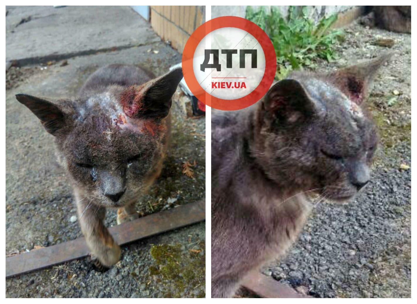 Под Киевом в Белогородке дети зверски избили кота: срочно нужна финансовая помощь