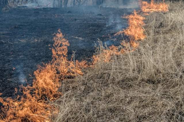 На Львівщині за добу 80 разів горіла суха трава