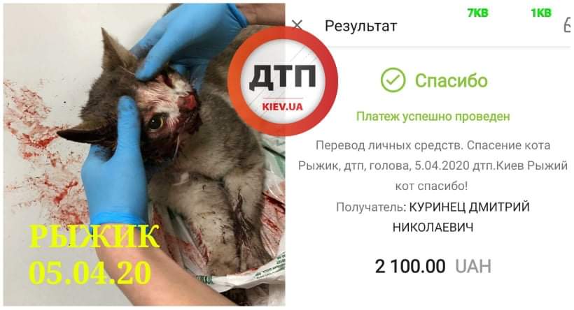 Сбитый в Киеве на улице Кривоноса кот Рыжик в критическом состоянии доставлен в клинику Рыжий кот: нестабильный, проводятся неотложные мероприятия