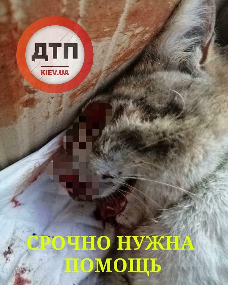 В Киеве на улице Максима Кривоноса неадекватный водитель переехал коту голову и уехал: в критическом состоянии везут в клинику. Срочный сбор средств