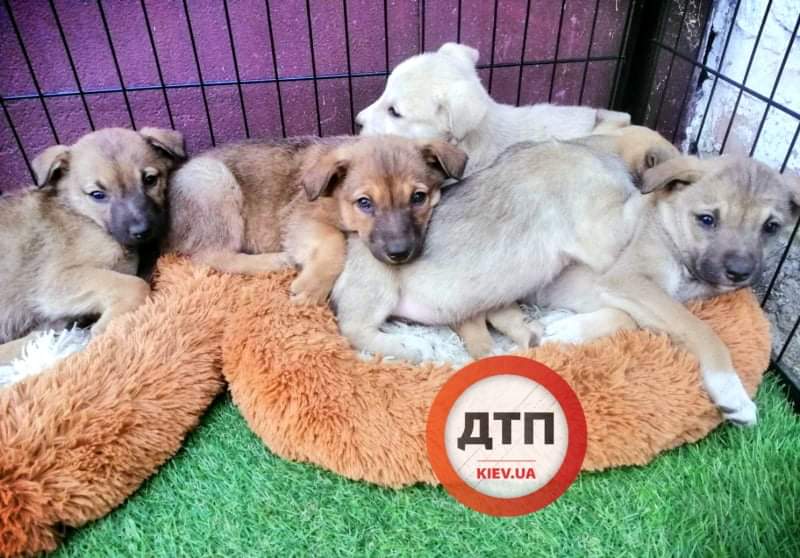Пять двухмесячных щенков из ямы, спасеных командой ДТП.Киев, находяться на передержке и очень ищут новый дом