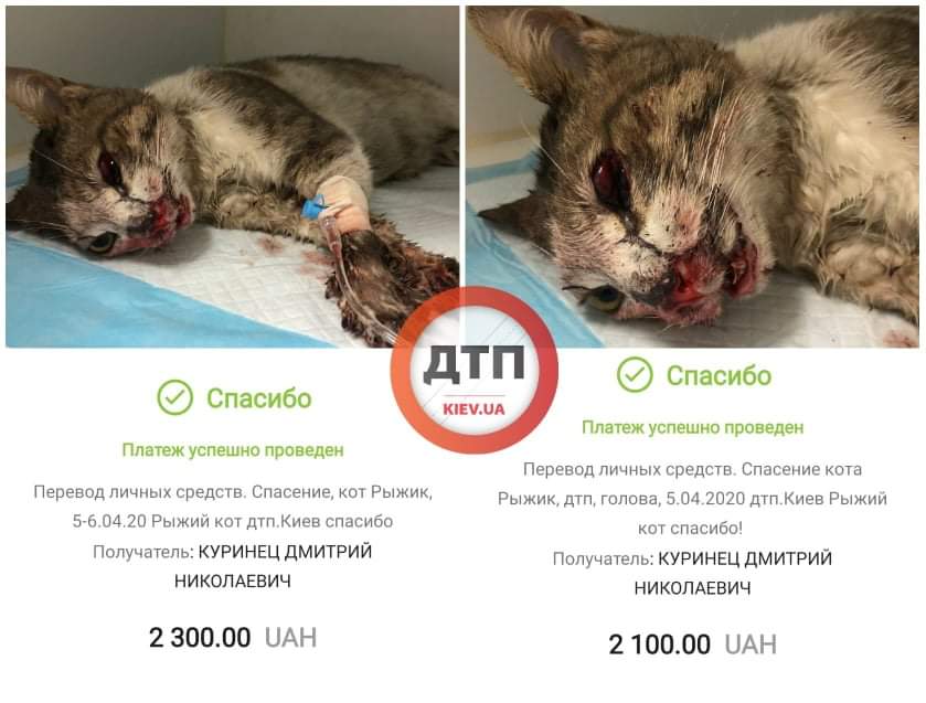 Кот по кличке Рыжик, которому переехали голову в Киеве на Соломенке, пережил ночь: состояние тяжёлое, но он начал дышать сам